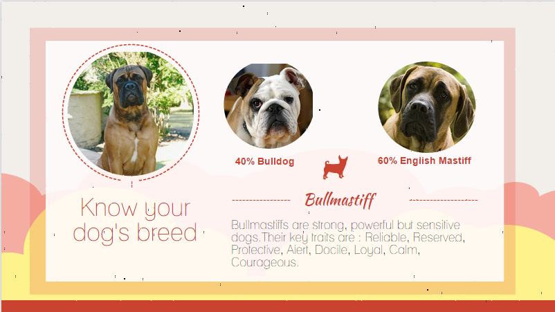 Know Your Breed - BullMastiff