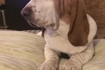 K9 Stories - Meet JugHead