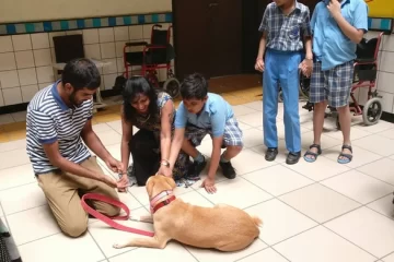 Phulki the Indie visits a special school: K9 Healers Program