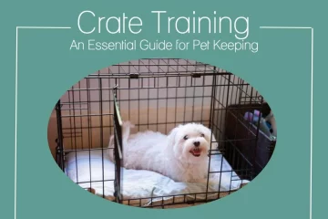 Crate Training - An Essential Guide for Pet Keeping