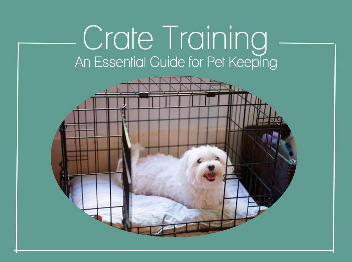 Crate Training - An Essential Guide for Pet Keeping