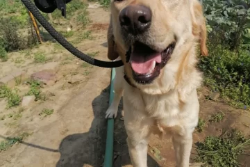 K9 Stories - Meet Ghoton
