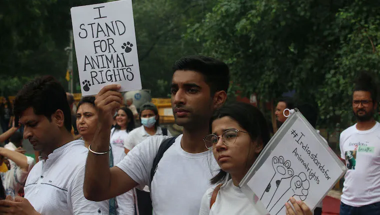 Stray Dogs Debate | Insight from Instagram Reel on Policy & Welfare