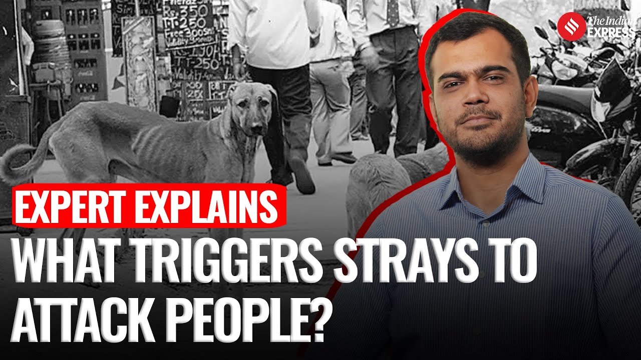 What Triggers Stray Dogs To Attack People & How Can We Co-Exist?