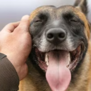 From paws to positivity why spending time with dogs boosts