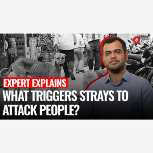 What Triggers Stray Dogs To Attack People & How Can
