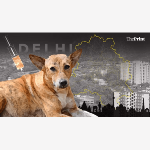 Dog Bites & Rabies Deaths | What Data Reveals Behind Stray Dogs