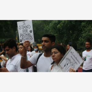 Stray Dogs Debate | Insight from Instagram Reel on Policy