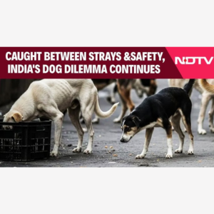Stray Dog Attack | India’s Dog Dilemma: What Is The Solution?