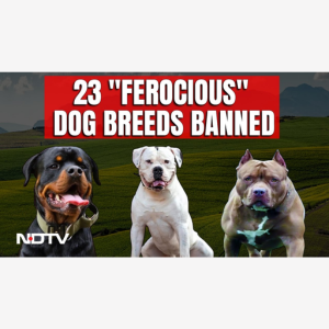 dnaan Khan answers questions on the ‘ban’ of 23 breeds in India
