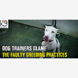 Pit Bull Attacks | ‘Demonising’ Breed Leading to Abandoned