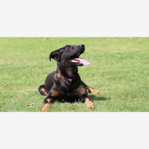 K9 School Featured on LBB
