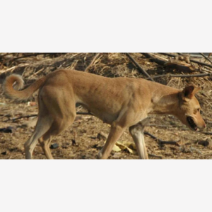 MCDs fail to rein in Delhi’s multiplying stray dogs