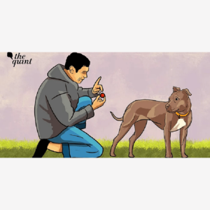 Aggressive or Triggered?: The Curious Case of Lucknow’s Pit Bull