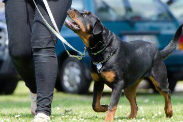 Online Dog Training Consultation