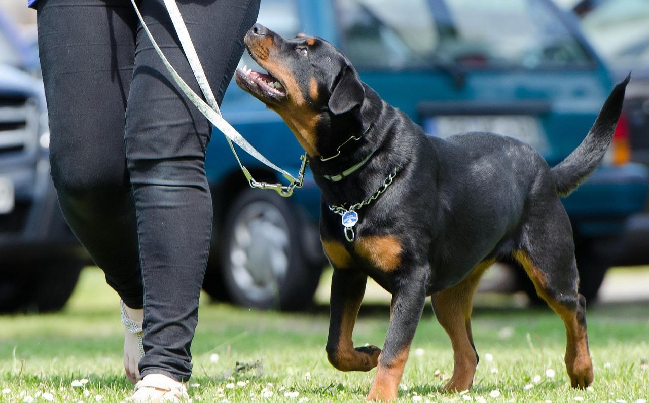 Online Dog Training Consultation