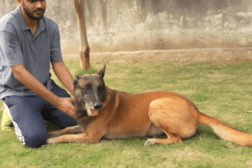 How to Become a Certified Dog Trainer - K9 School