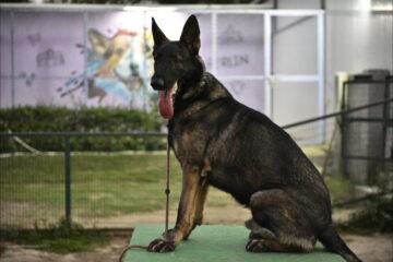 Best Dog Boarding in Delhi