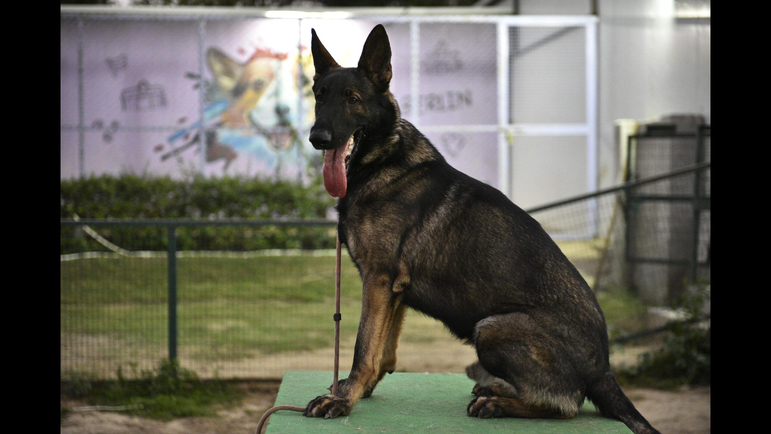 Best Dog Boarding in Delhi
