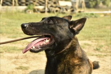 Best Dog Breeds for Security
