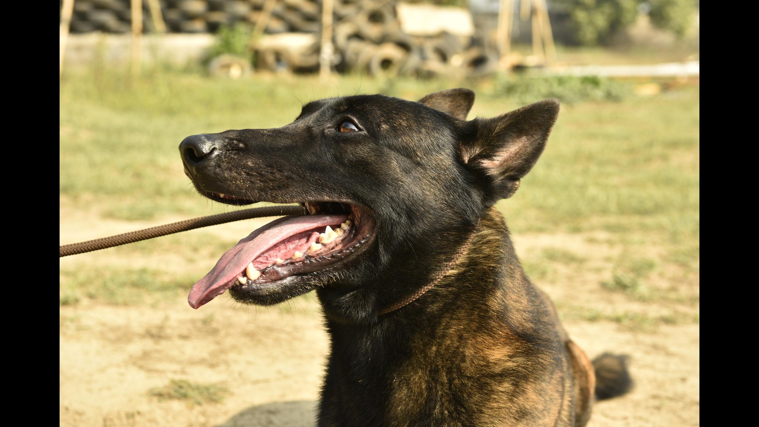Best Dog Breeds for Security