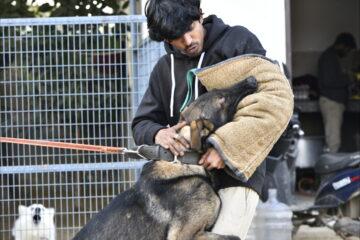 best dog for security in india