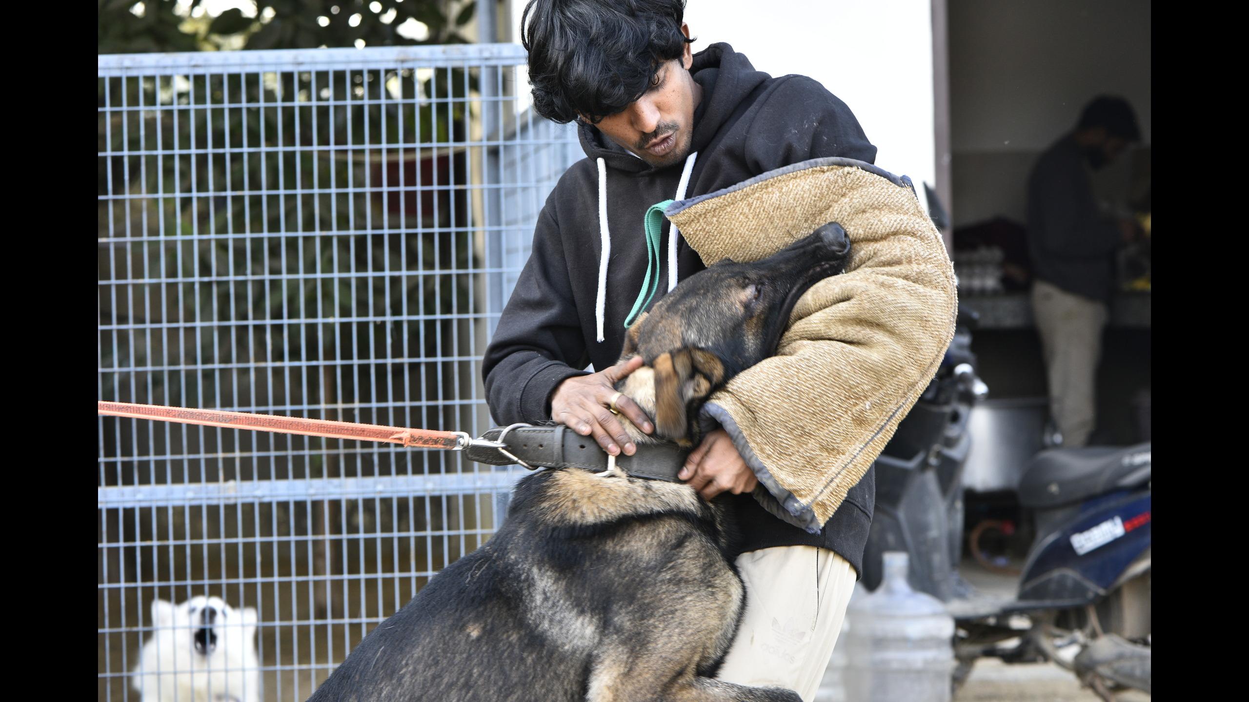 best dog for security in india